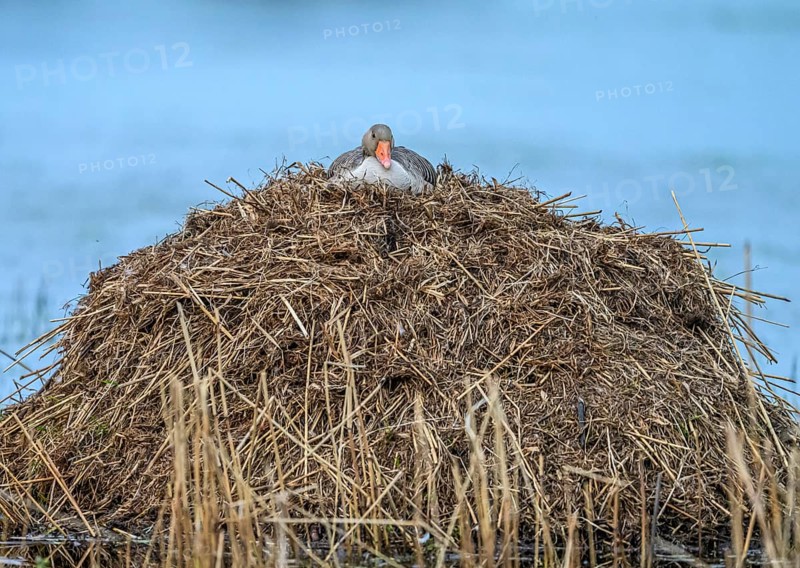 A greylag goose (Anser anser) on a raised nest on a Bisamburg, Ochsenmoor, Dümmer nature park Park, Lower Saxony, Germany