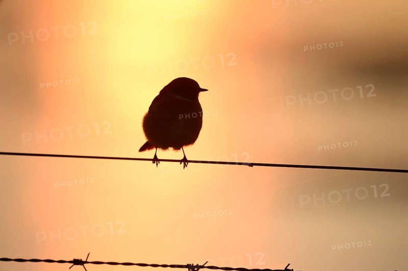 A stonechat (Saxicola rubicola) sits on a metal wicker wire in front of an orange evening sky that frames its silhouette, Dümmer nature park Park, Lower Saxony, Germany