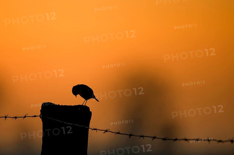 The silhouette of a stonechat (Saxicola rubicola) on a pasture post with barbed wire in front of an orange evening sky framing its silhouette, Dümmer nature park Park, Lower Saxony, Germany