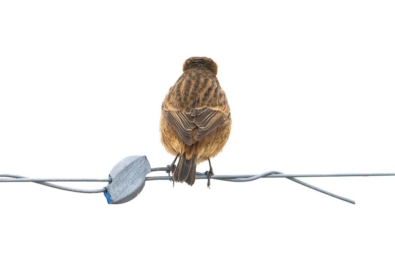 A stonechat (Saxicola rubicola) sitting on a metal wire in front of a blue sky, Dümmer nature park Park, Lower Saxony, Germany