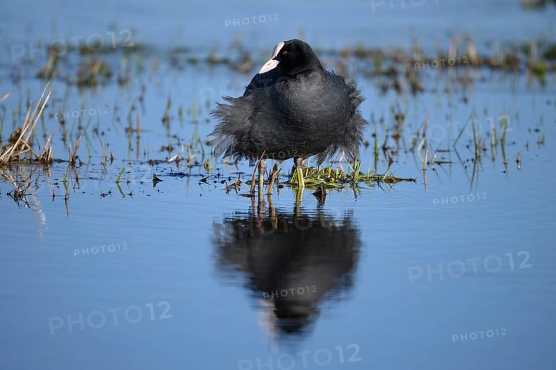 A coot Eurasian Coot (Fulica atra) stands in the water with its reflection visible, surrounded by grasses in a marshy area its plumage is ruffled by the wind, Dümmer nature park Park, Lower Saxony, Germany