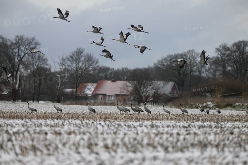 Resting cranes (Grus grus) on a snow-covered maize field in winter, some cranes flying above, Drebber, Lower Saxony, Germany