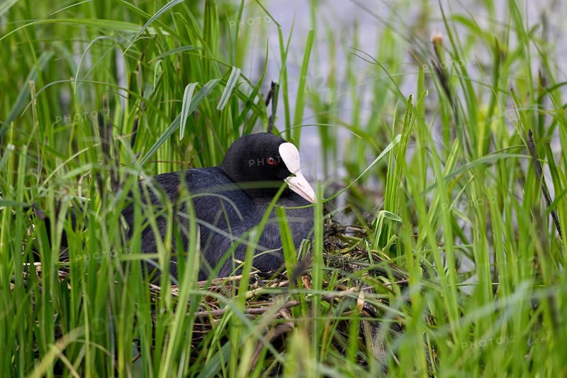A coot Eurasian Coot (Fulica atra) breeds in a nest of twigs and grass at the edge of a body of water, Dümmer nature park Park, Lower Saxony, Germany