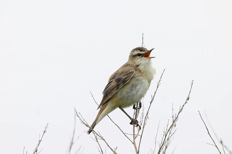 A reed warbler (Acrocephalus schoenobaenus) sits on its perch on bare branches and sings into the air, Dümmer nature park Park, Lower Saxony, Germany