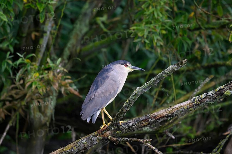 Night heron (Nycticorax nycticorax) on a rotten willow branch, Dümmer nature park Park, Lower Saxony, Germany