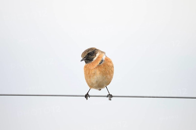A stonechat (Saxicola rubicola) sitting on a metal wire in front of a blurred background, Dümmer nature park Park, Lower Saxony, Germany
