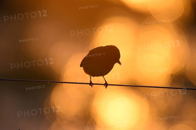 A stonechat (Saxicola rubicola) sits on a metal wire in front of an orange golden evening sky that frames its silhouette, Dümmer nature park Park, Lower Saxony, Germany