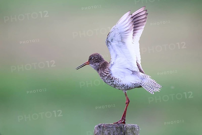 A redshank (Tringa totanus) stands on a wooden post and raises one wing while being observed in a natural environment, Dümmer nature park Park, Lower Saxony, Germany