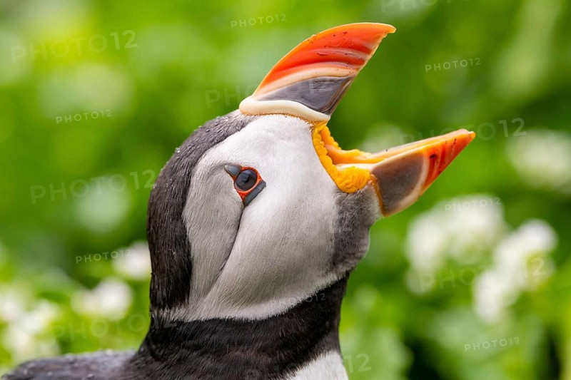 A puffin (Fratercula arctica) opens its beak to catch raindrops in a close-up that highlights the colours and details of its plumage, Hornoya, Vardø, Finnmark, Norway
