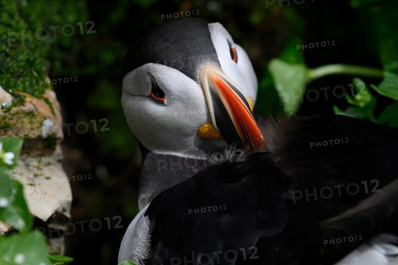 A puffin (Fratercula arctica) grooming its feathers, Hornoya, Vardø, Finnmark, Norway