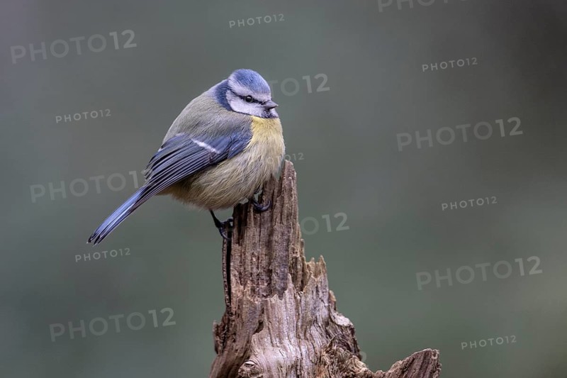Blue tit (Parus caerulea), Emsland, Lower Saxony, Germany