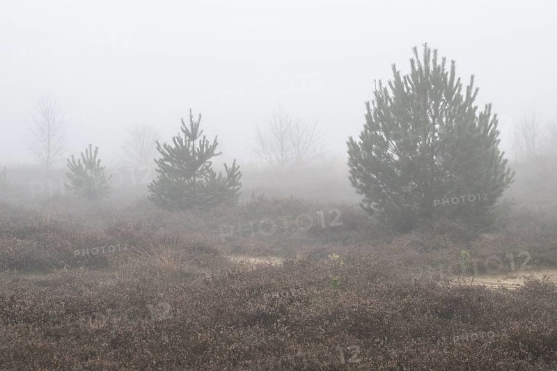Pine trees (Pinus sylvestris) in the fog in the moor, Emsland, Lower Saxony, Germany