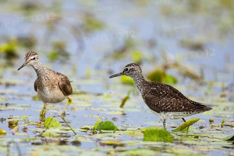 Spotted Redshank (Tringa erythropus) Hungary