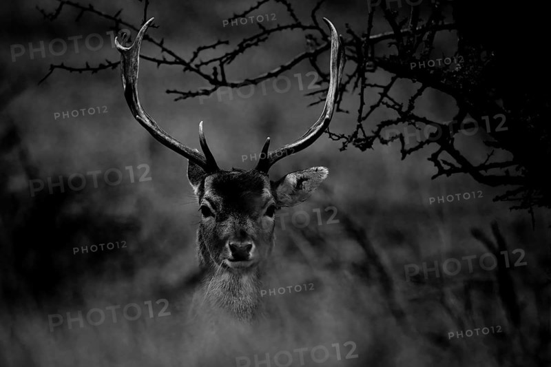 A fallow deer (Dama dama) with majestic antlers Black and white photograph, Amsterdamse Waterleidingduinen, Zandvoort, Noord-Holland, NetherlandsAmsterdamse Waterleidingduinen, Zandvoort, Noord-Holland, Netherlands
