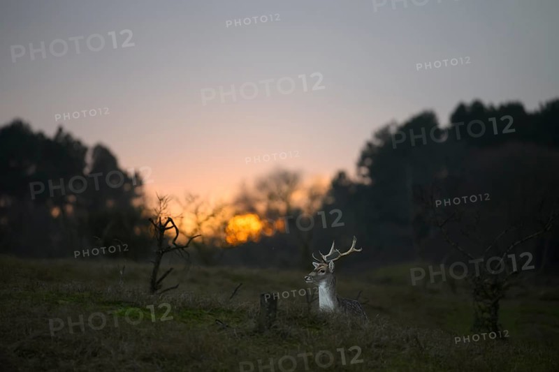 A fallow deer (Dama dama) with majestic antlers sits in a clearing in the last evening light at sunset, Amsterdamse Waterleidingduinen, Zandvoort, Noord-Holland, NetherlandsAmsterdamse Waterleidingduinen, Zandvoort, Noord-Holland, Netherlands