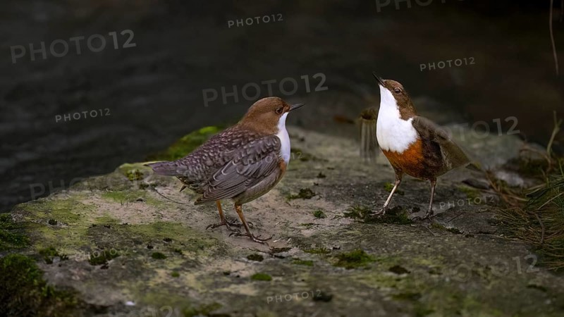 Two dippers (Cinclus cinclus) balancing on a rock in the river, one bird has spread its wings, East Westphalia, North Rhine-Westphalia, Germany