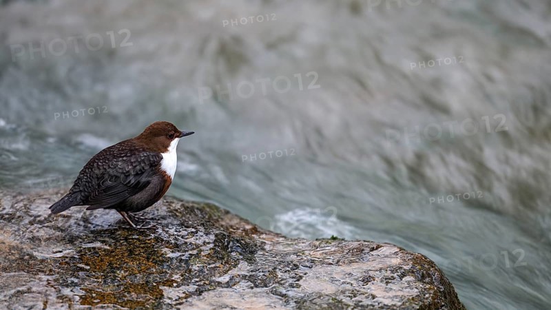A dipper (Cinclus cinclus) sitting on the edge of a smooth rock in a river, East Westphalia, North Rhine-Westphalia, Germany