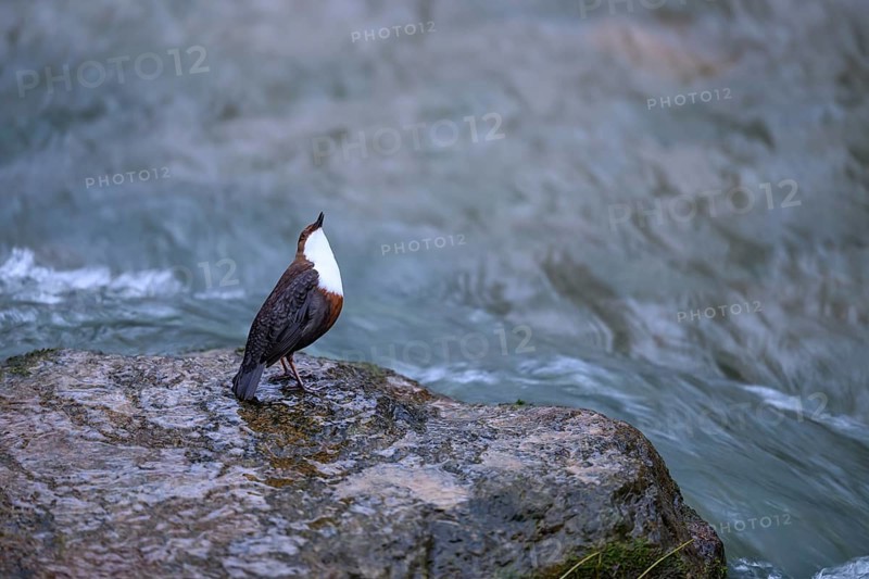 A dipper (Cinclus cinclus) sinking on the edge of a smooth rock in a river, East Westphalia, North Rhine-Westphalia, Germany