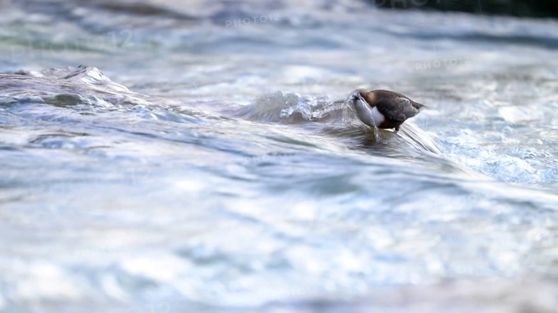 A dipper (Cinclus cinclus) stands in flowing water above its beak splashing water surrounded by calm waves, East Westphalia, North Rhine-Westphalia, Germany