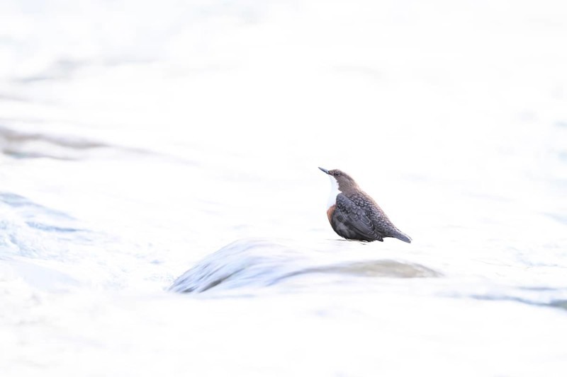 A dipper (Cinclus cinclus) sitting on a stone in the water surrounded by bright light High Key Image, Paderborn, North Rhine-Westphalia, Germany