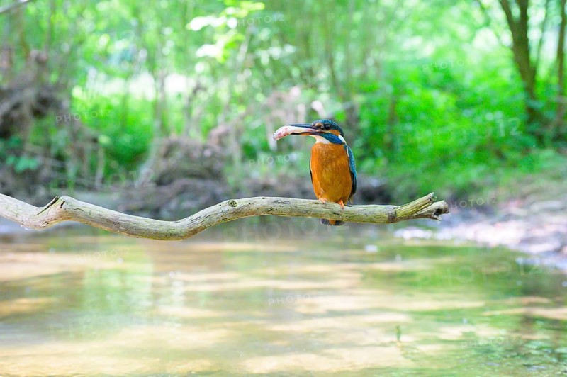 A kingfisher (Alcedo atthis) with a fish in its beak sitting on a branch above a river in a green wooded area during daylight, Langenberg, North Rhine-Westphalia, Germany