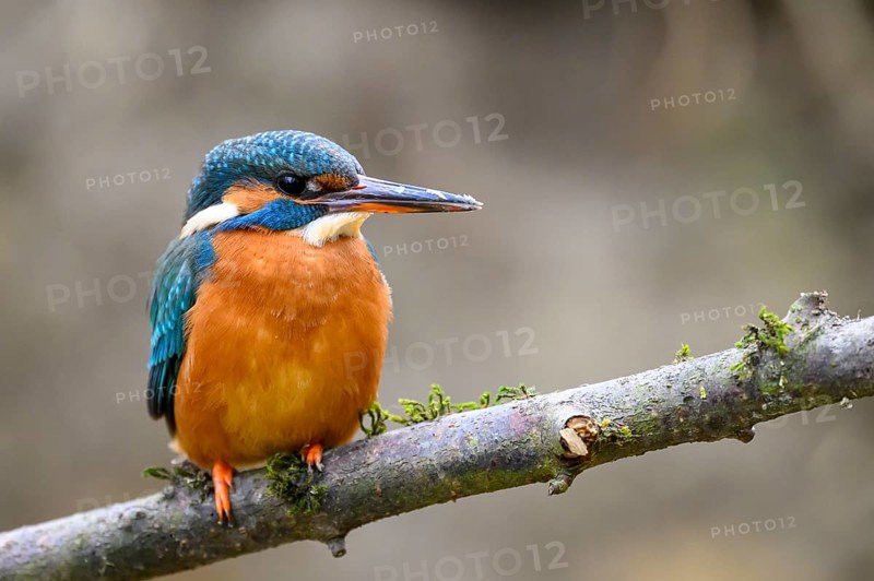 A kingfisher (Alcedo atthis) sitting on a moss-covered branch, with blue-orange feathers and a blurred background, Langenberg, North Rhine-Westphalia, Germany