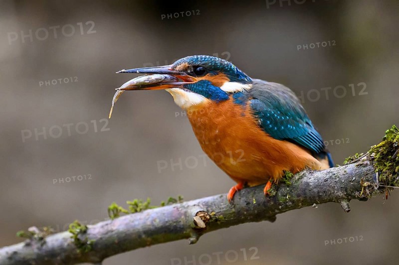 A kingfisher (Alcedo atthis) on a branch above a river in daylight with prey in its beak sitting vigilantly on a branch with mossy vegetation in front of the blurred background, Langenberg, North Rhine-Westphalia, Germany