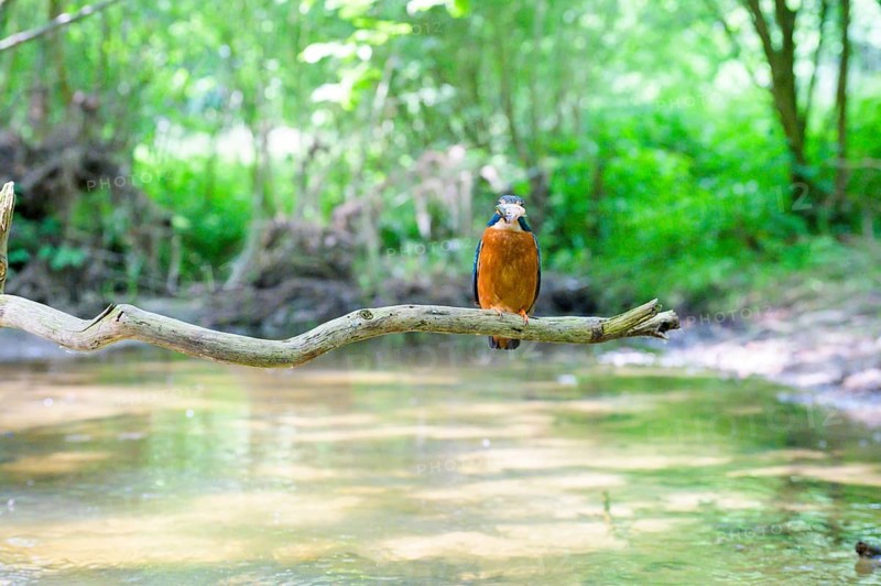 A kingfisher (Alcedo atthis) sits on a branch above a river in a green wooded area in daylight, Langenberg, North Rhine-Westphalia, Germany
