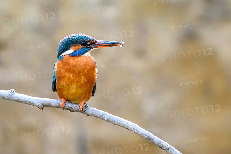 A kingfisher (Alcedo atthis) on a branch above a river in daylight its magnificent plumage stands out against the blurred background, Langenberg, North Rhine-Westphalia, Germany