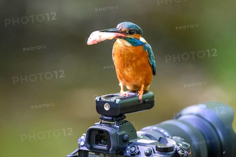 A kingfisher (Alcedo atthis) with a fish in its beak sitting on an outdoor camera, Langenberg, North Rhine-Westphalia, Germany