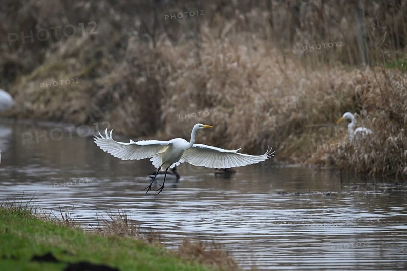 A white egret (Egretta alba) flies elegantly over a pond surrounded by reeds, Dümmer nature park Park, Hüde, Lower Saxony, Germany