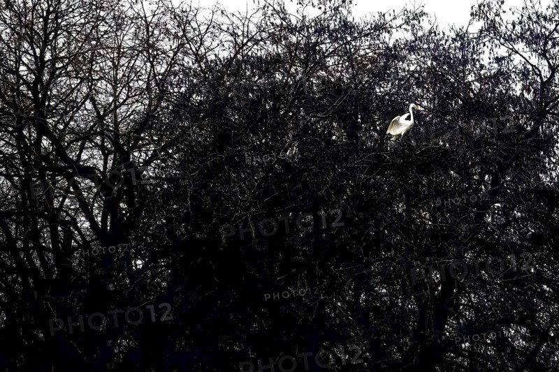 A Great Egret (Egretta alba) sits majestically in a dark tree with branched branches, Dümmer nature park Park, Hüde, Lower Saxony, Germany, A bird sits in dense dark branches surrounded by barren nature, conveying a sense of isolation and tranquillity