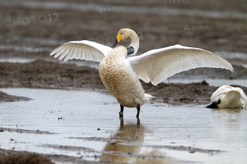 A whooper swan (Cygnus cygnus) marked with a neck ring stretches its wings in a natural environment over a water area on a flooded field, Drebber, Lower Saxony, Germany