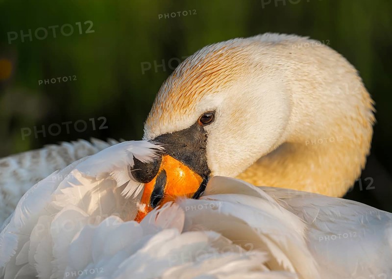 A Mute Swan (Cygnus olor) cuddles its face into its white feathers, soft light and calm expression, Hüde, Lower Saxony, Germany