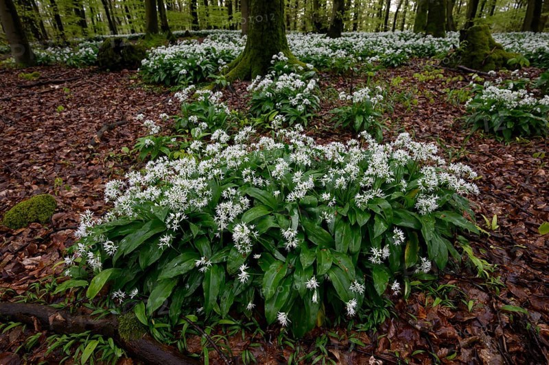 Wild garlic blossom (Allium ursinum) on the forest floor in a beech forest (Fagus sylvatica) in the Teutoburg Forest under soft light, Ahornweg, Terra Vita nature park Park, Teutoburg Forest, Lower Saxony, Germany