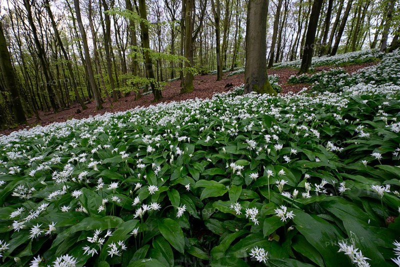 Wild garlic blossom (Allium ursinum) on the forest floor in a beech forest (Fagus sylvatica) in the Teutoburg Forest under soft light, Ahornweg, Terra Vita nature park Park, Teutoburg Forest, Lower Saxony, Germany