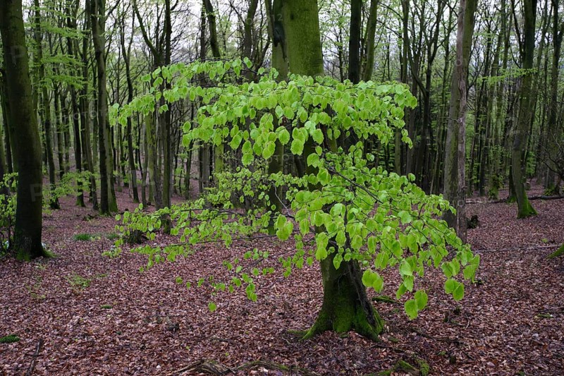 Beech trees with fresh foliage (Fagus sylvatica) in the Teutoburg Forest under soft light, Ahornweg, Terra Vita nature park Park, Teutoburg Forest, Lower Saxony, Germany