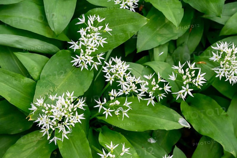 Wild garlic blossom (Allium ursinum) on the forest floor, Ahornweg, Terra Vita nature park Park, Teutoburg Forest, Lower Saxony, Germany