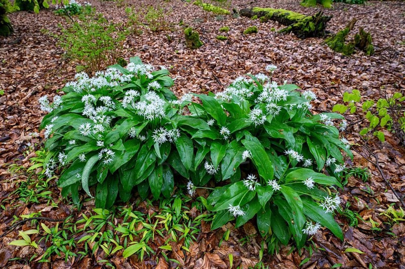 Wild garlic blossom (Allium ursinum) on the forest floor under soft light, Ahornweg, Terra Vita nature park Park, Teutoburg Forest, Lower Saxony, Germany