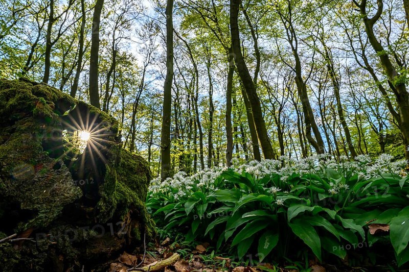 Wild garlic blossom (Allium ursinum) on the forest floor in a beech forest (Fagus sylvatica) in the Teutoburg Forest Forest landscape with sunlight shining through a tree stump surrounded by moss, maple path, Terra Vita nature park Park, Teutoburg Forest, Lower Saxony, Germany, Forest landscape with sunlight shining through the trees surrounded by moss and white flowers