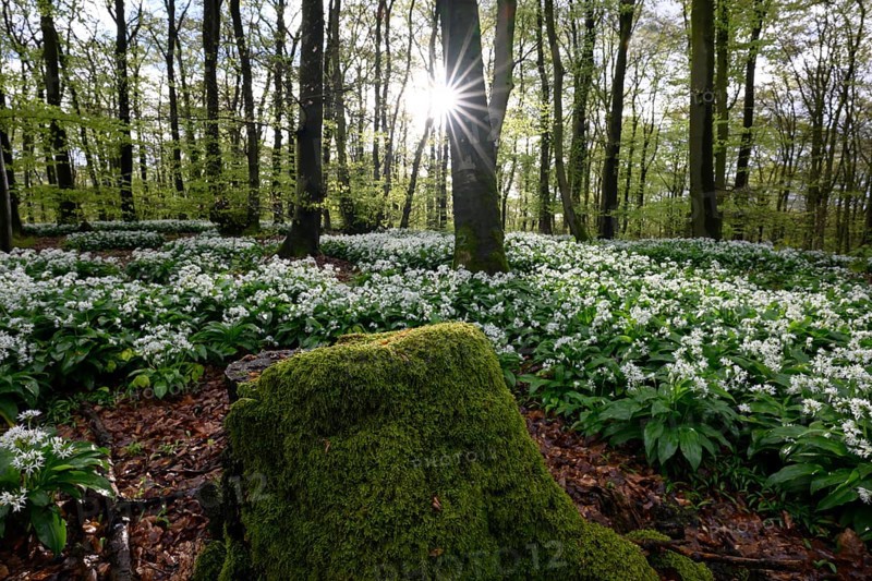 Wild garlic blossom (Allium ursinum) on the forest floor in a beech forest (Fagus sylvatica) in the Teutoburg Forest in a sun-drenched forest with blooming flowers and a moss-covered tree stump creates a peaceful spring atmosphere Ahornweg, Terra Vita nature park Park, Teutoburg Forest, Lower Saxony, Germany