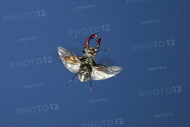 Close-up of a flying stag beetle (Lucanus cervus) with recognisable wings in front of a blue sky, Dammer Berge, Damme, Lower Saxony, Germany