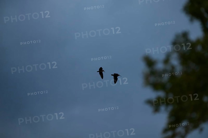 Silhouette of woodcock (Scolopax rusticola) in flight against a cloudy sky at dusk Courtship flight of woodcock, Dammer Berge, Damme, Lower Saxony, Germany