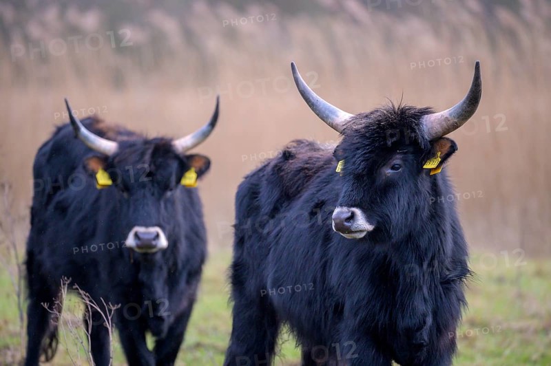 Two stern cattle of rebred aurochs with large horns standing on a pasture, distinctive ear tags, damme, Lower Saxony, Germany