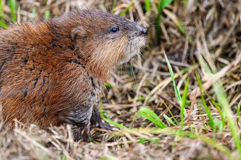 A muskrat (Ondatra zibethicus) in portrait looks attentively at its surroundings, surrounded by grass, Dümmerniederung nature park Park, Lower Saxony, Germany