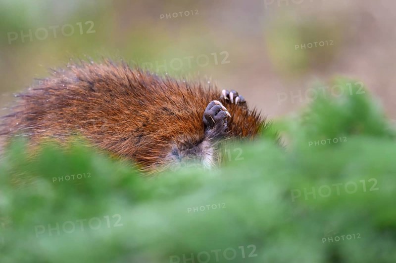 A muskrat (Ondatra zibethicus) with brownish fur hiding behind green foliage, Dümmerniederung nature park Park, Lower Saxony, Germany