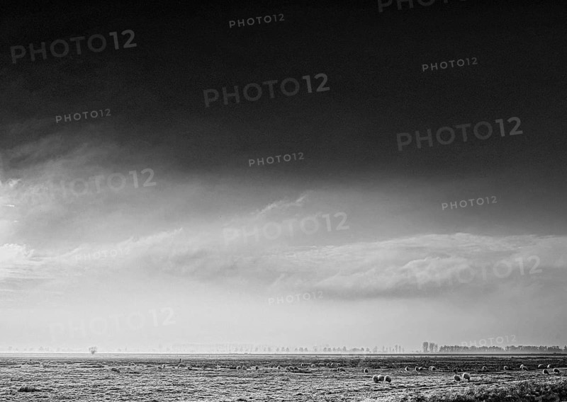 The black and white photo shows a peaceful scene in Ochsenmoor, Germany. A flock of sheep grazes on a grassy pasture as the sky glows with dramatic colors of clouds and a sunrise or sunset. The scene conveys a sense of peace and serenity, Dümmerniederung nature park Park, Lower Saxony, Germany