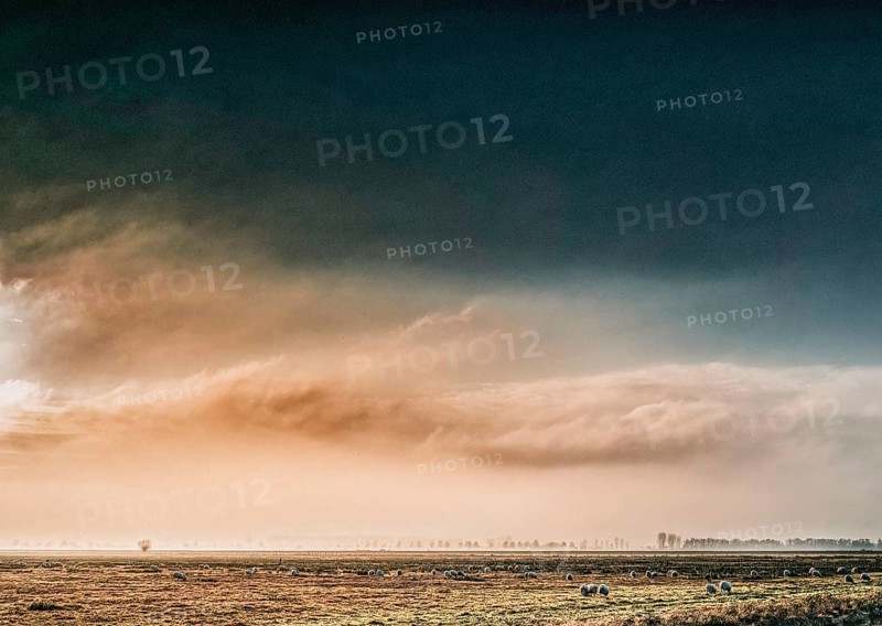 The photo shows a peaceful scene in Ochsenmoor, Germany. A flock of sheep grazes on a grassy pasture as the sky glows with dramatic colors of clouds and a sunrise or sunset. The scene conveys a sense of peace and serenity, Dümmerniederung nature park Park, Lower Saxony, Germany