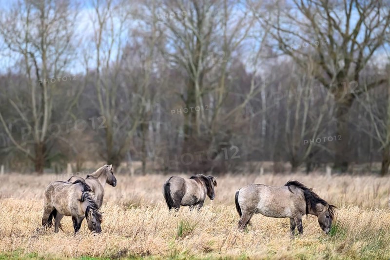 Koniks Konik horses (Equus ferus caballus) Group of horses on a winter pasture with bare trees in the background, Drebber, Lower Saxony, Germany
