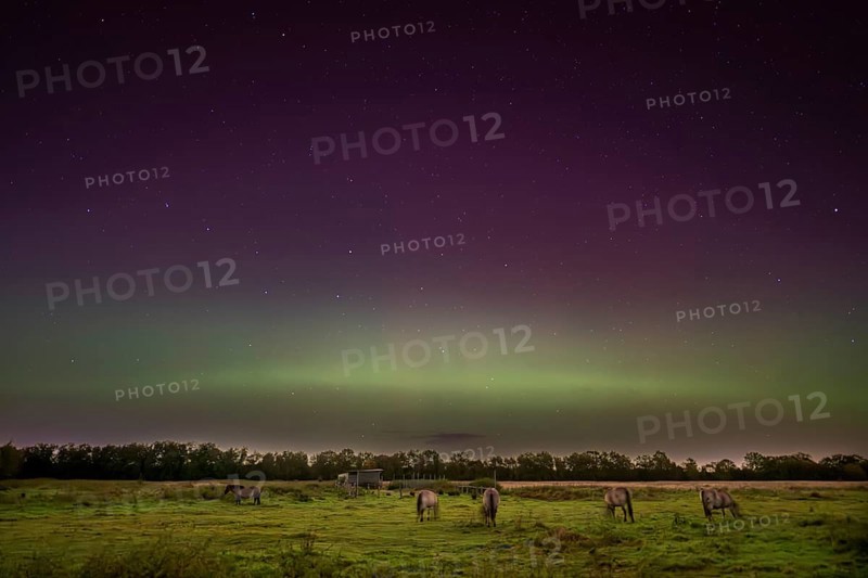 Konik Konik horses (Equus ferus caballus) Group of horses in a pasture with trees in the background and a starry sky coloured purple by the Northern Lights Aurora borealis, Drebber, Lower Saxony, Germany